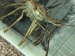 -鲤鱼门海鲜街