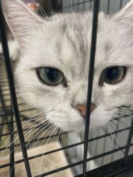 -镁连社·美联社
