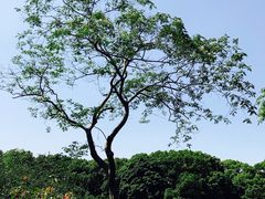 -上海共青森林公园