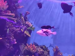 -辛玛王国游乐园