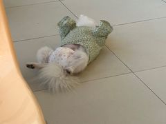 -怪兽屋·羊驼·猫咖·狗咖(俊华广场店)