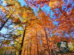 -白水寺森林公园