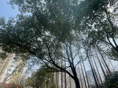 -徐家汇源景区-衡山公园