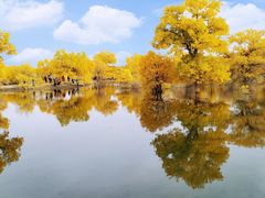 -金塔沙漠胡杨林景区
