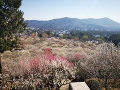 -香雪海