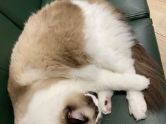 -安格丽娜·狗咖·猫咖羊驼咖(春熙路百盛商场店)