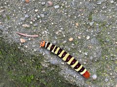 -岣嵝峰国家森林公园