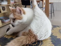 -平行世界·猫咖(首经贸店)
