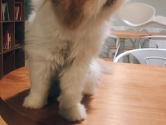 -Cappucimeow猫咪咖啡馆(韦伯时代店)