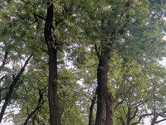 -汉长安城未央宫国家考古遗址公园