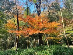 -西湖风景区十里琅珰-五云山