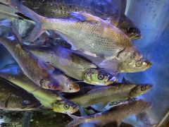 -八仔大富楼·河鲜(西江店)