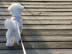 -翊宠yipet猫狗购宠庄园犬舍•猫舍