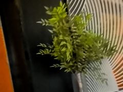 -华夏良子·足道SPA艾灸(金皇大厦店)