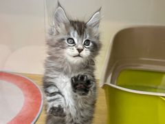 -青奢宠物·青奢猫舍