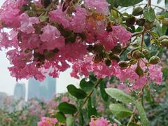 -广州珠江公园