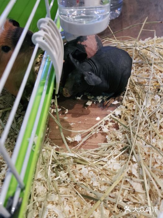 酷以爬仙阁实体爬宠店·守宫·蜥蜴·专业繁育图片