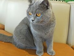 -藏猫猫咖啡主题馆(中央大道店)