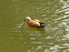 -泉州海丝野生动物世界