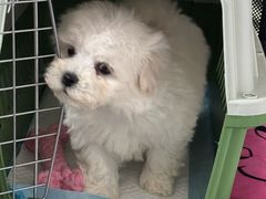 -瑞派宠物医院·犬猫全科·猫友好(宾水西道店)