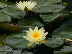 -洛阳市隋唐城遗址植物园