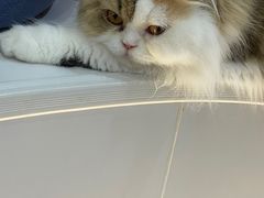 -COLOR PETS 撸猫馆·购猫·猫咖(长风大悦城店)