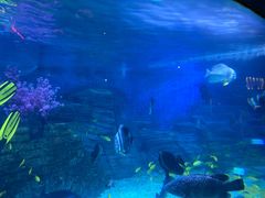 -烟台海昌鲸鲨海洋公园