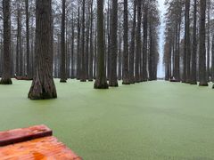 -渌洋湖湿地公园