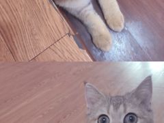 -李小姐の猫咖啡馆(五角场店)