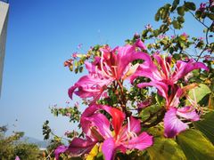 -芒洲湿地公园