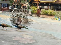 -西双版纳原始森林公园