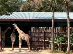 -海南热带野生动植物园