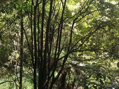 -怀托摩萤火虫洞