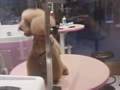 -FAELING PETS美天灵宠物(富力广场店)