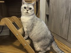 -喜洋洋宠物医院(震川路总店)