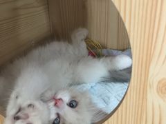 -Bastet sally猫舍购宠(静安店)