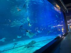 -烟台海昌鲸鲨海洋公园