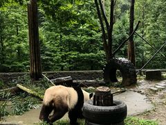 -都江堰中华大熊猫苑