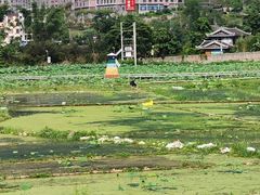 -长寿村
