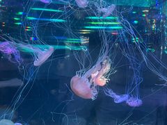 -正佳极地海洋世界
