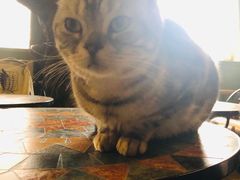 -猫猫幼稚园·撸猫·桌游·电玩