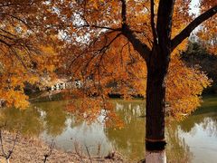 -大兴滨河森林公园