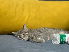 -宠爱国际动物医院· 猫科· 外科·中兽医(长白店)