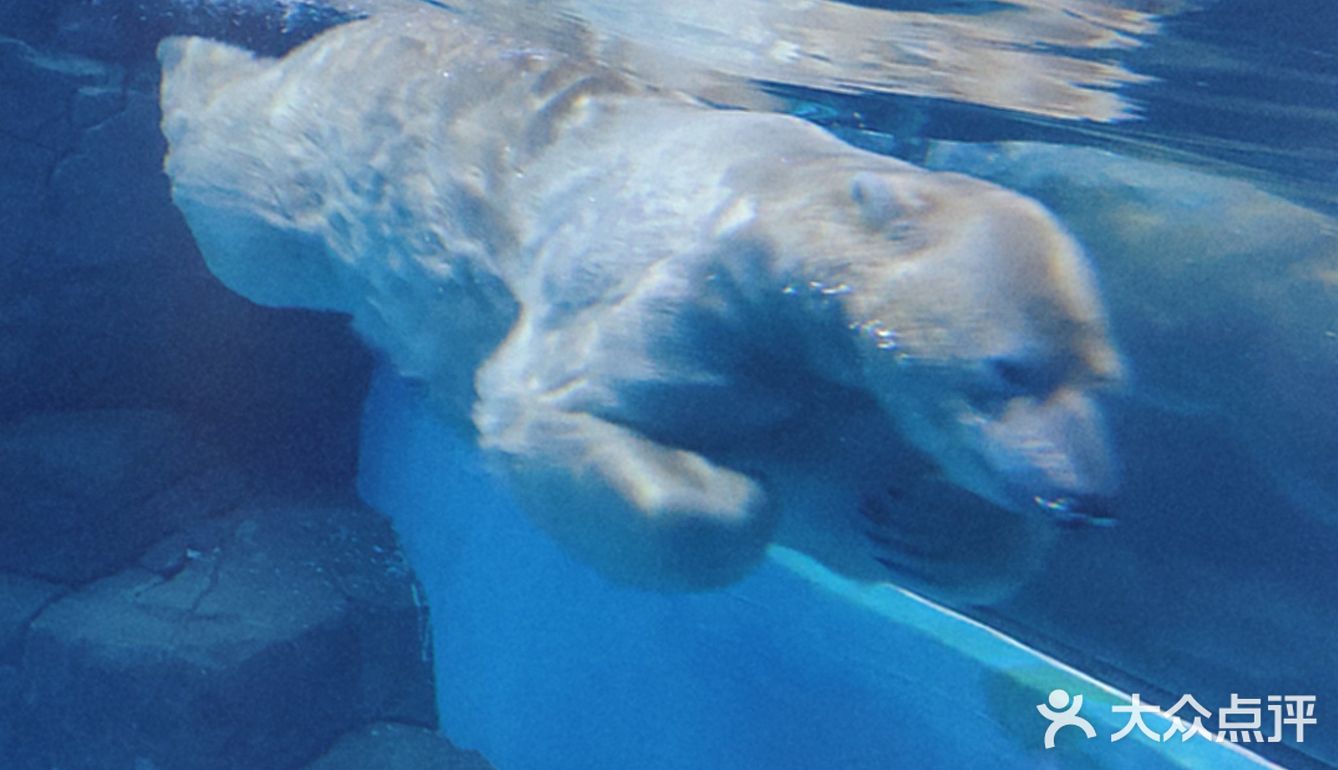 五一游玩‖武汉海昌极地海洋公园