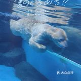 五一游玩‖武汉海昌极地海洋公园