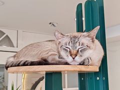 -共舞时光猫咖·狗咖(新街口店)