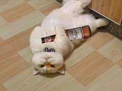 -Bastet sally猫舍购宠(静安店)