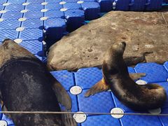 -海合安成都极地海洋公园