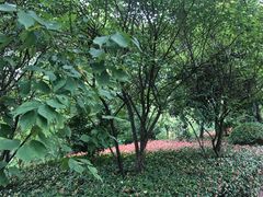 -铁山坪森林公园