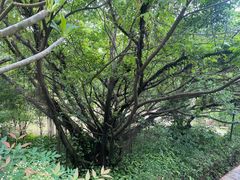 -草庵摩尼教遗址公园